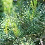 <strong>Quando è necessario potare un pino marittimo?</strong>