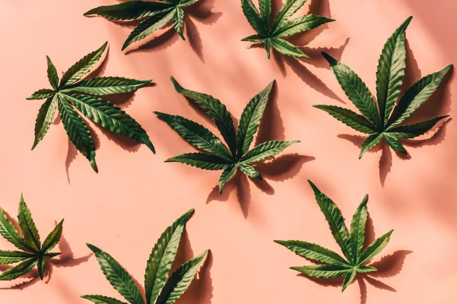 Il potenziale economico della cannabis in Italia