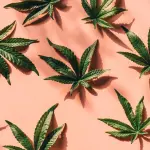 Il potenziale economico della cannabis in Italia